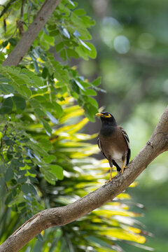 Common Myna perched in a tree