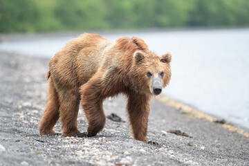 Ruling the landscape, brown bears of Kamchatka (Ursus arctos beringianus) © vaclav