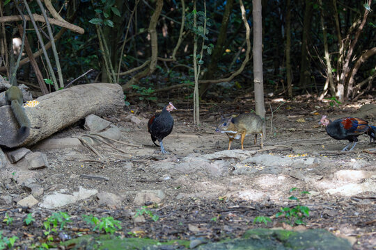 Mouse-deer and junglefowl on the forest floor