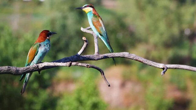 pair of wild European Bee-eaters Merops apiaster in their natural habitat