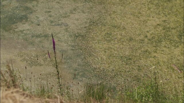 Purple wildflower growing beside algae covered shallow water at the canal connecting Jarun Lake and the Sava River in Zagreb Croatia.