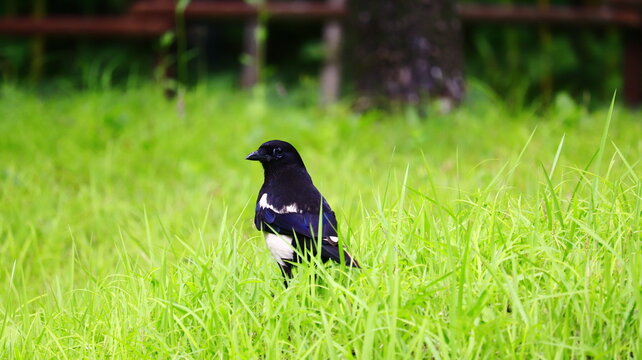 Serene Oriental Magpie Standing in Lush Green Grass: Calm Wildlife for Nature Education