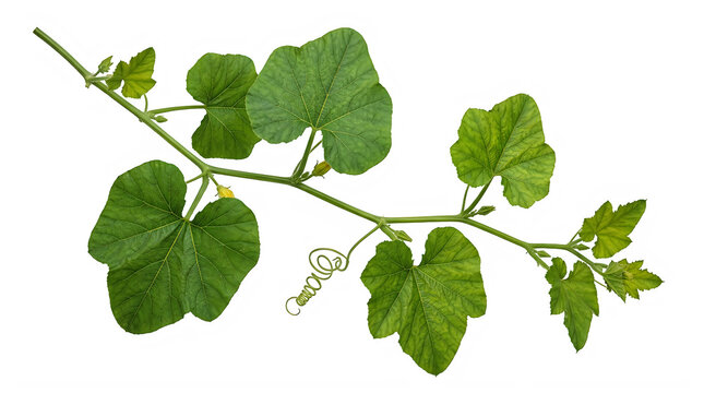 Halloween pumpkin plant leaves isolated on transparent background