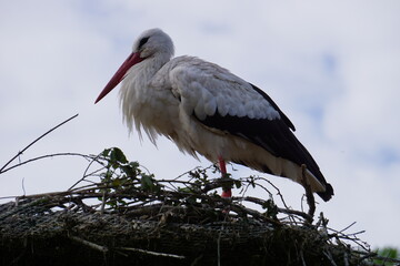 Fototapeta premium Close up of a stork mother in her nest caring for her babies in Sankt Peter-Ording by the North Sea, Germany
