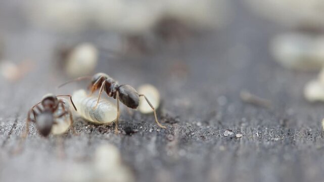 Worker Ants Crawling Over Larvae and Pupae Close-Up