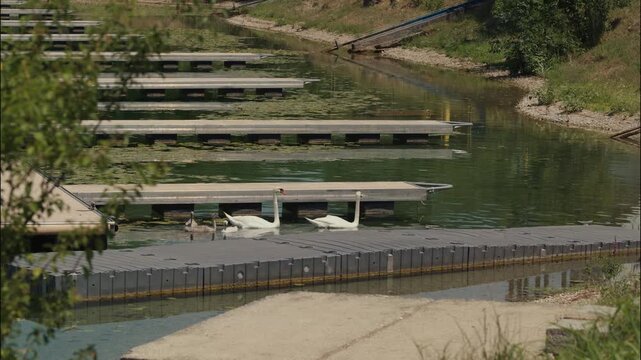 A family of mute swans with cygnets swims beside floating docks on Jarun Lake in Zagreb Croatia.