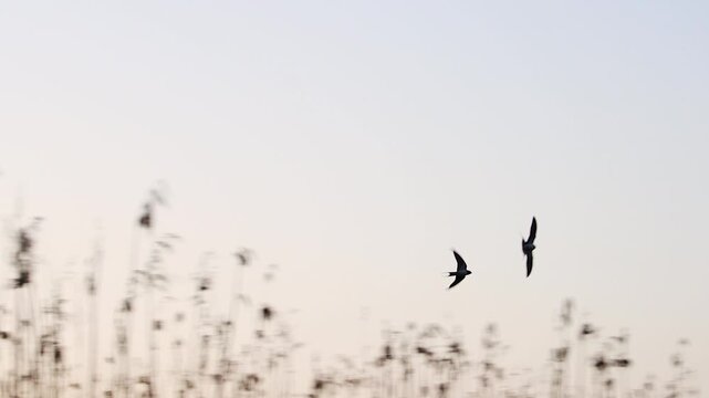 Silhouettes of fast flying swallow birds over blurred reeds against a light sky