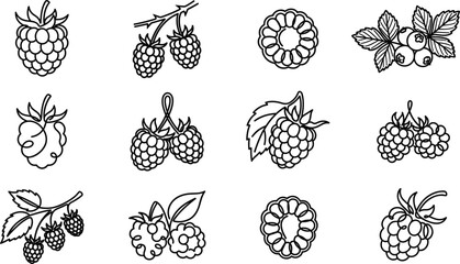 Raspberry vector icon set with outline blackberry fruit shapes and organic fresh berry elements © MdAungur