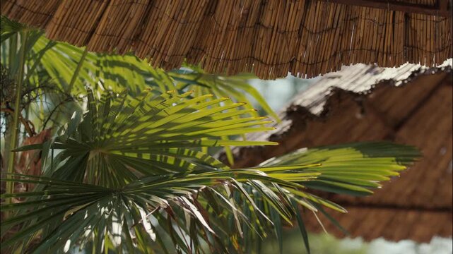 Close view of green palm leaves beneath thatched sun umbrellas in an outdoor recreational setting.