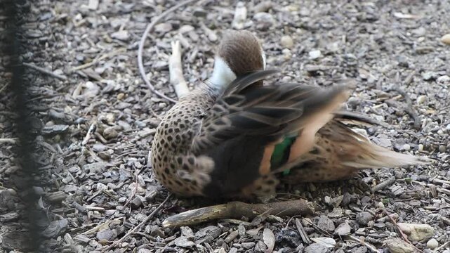Close-up static shot of a white-cheeked pintail duck (Anas bahamensis) actively cleaning its plumage and going to sleep.