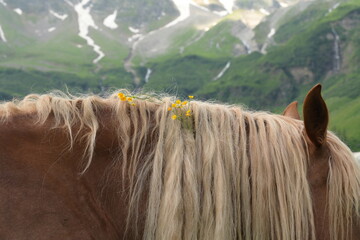 Portrait eins schönen Pferdes mit Blumen in der Mähne vor traumhafter Bergkulisse im Sommer © Grubärin