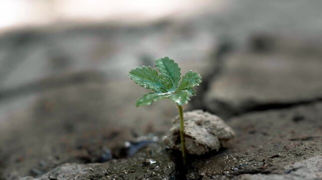 Light rain falling on a small green sprout emerging from parched soil during an environmental disaster.