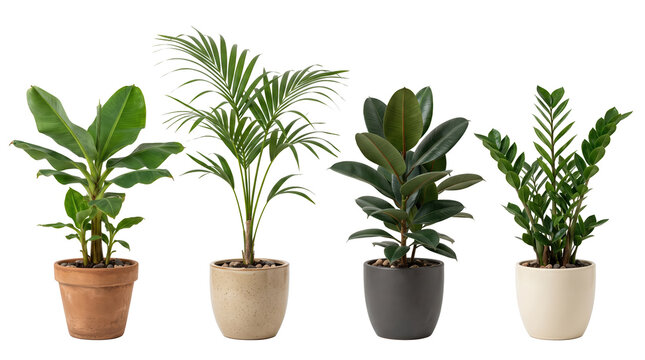 Potted Houseplant Collection featuring Banana Tree, Areca Palm, Rubber Plant, and ZZ Plant Isolated on Black Background for Interior Design Renderings