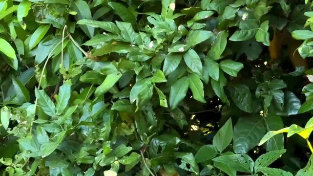 Bolivian squirrel monkey foraging in dense green foliage, Amazon basin, Bolivia