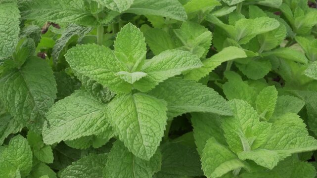 A static close up reveals the vibrant green textured leaves of a false apple mint plant in daylight. Perfect for botanical documentaries, commercial cooking videos, or healthy lifestyle content. 