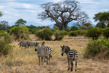 Tarangire, Tanzania - 24 June 2026 - Zebra in the Tarangire National Park © eyeworld