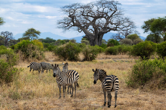 Tarangire, Tanzania - 24 June 2026 - Zebra in the Tarangire National Park