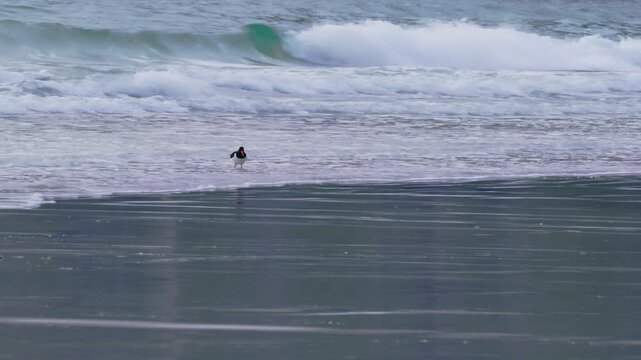 A lone oystercatcher foraging for food in the high waves crashing on a sandy beach under the bright, unending light of an Arctic summer midnight. Lofoten Islands, Northern Norway.