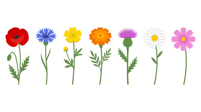 Colorful row of blooming flowers in a sunny garden border: red poppy, blue cornflower, yellow and white daisies, orange gerbera, and purple aster