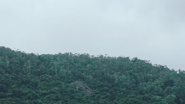 A lush hillside in dense forest under an overcast sky, captured in slow motion with gentle undulating movement