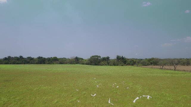 A flock of white egrets takes flight across a vast green agricultural field, creating a striking contrast against the open landscape and blue sky. This rural nature scene highlights biodiversity in fa