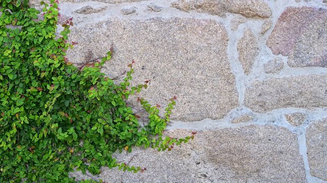 Detail view of a vibrant green Ficus pumila ivy vine creeping over a granite wall. Documents root adherence, botanical climbing mechanisms, plant physiology adaptation, and natural flora growth.