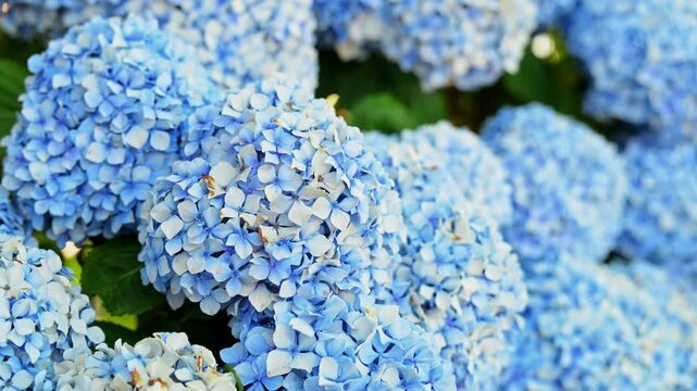 Close up detail of a Bigleaf Hydrangea showing its bright blue sepals. Documents how soil acidity and aluminum absorption affect plant pigmentation in Hydrangea macrophylla varieties.
