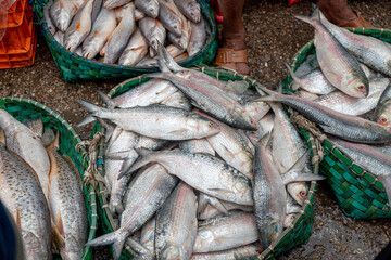 Close up shot of fresh hilsa fish kept on crushed ice at a fish market stall. Fishery Ghat is Chattogram’s largest wholesale marine and freshwater fish market © Zakir Hossain
