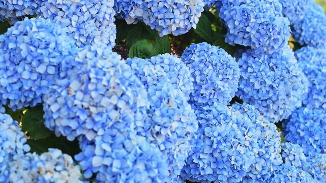 Rich blue hydrangea blossoms growing outdoors under natural daylight. Ideal for backgrounds representing seasonal macro botany, organic biodiversity, climate conditions, and flora ecosystems.