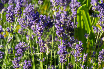 Fototapeta premium Purple lavender flowers blooming in a sunny garden with green foliage in the background