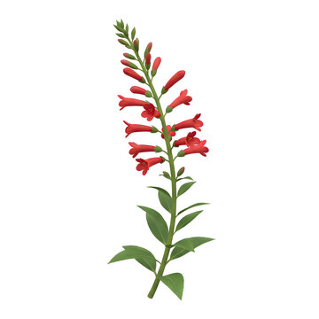 Red Penstemon Flower Stalk Isolated on Transparent Background