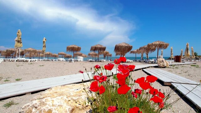 Bright red wild poppies blooming in the sand along a wooden walkway at a tropical beach resort. Mediterranean summer landscape with thatch umbrellas, sea, and clear blue sky. Red poppies