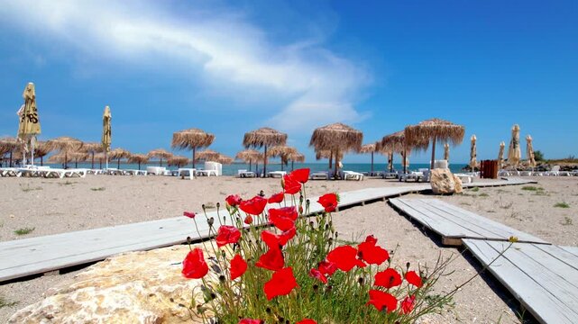 Bright red wild poppies blooming in the sand along a wooden walkway at a tropical beach resort. Mediterranean summer landscape with thatch umbrellas, sea, and clear blue sky. Red poppies
