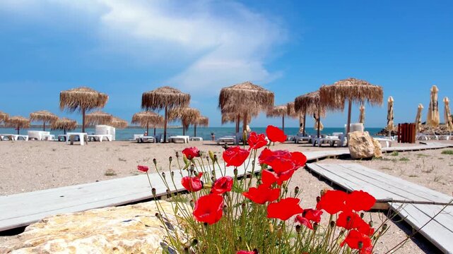 Bright red wild poppies blooming in the sand along a wooden walkway at a tropical beach resort. Mediterranean summer landscape with thatch umbrellas, sea, and clear blue sky. Red poppies