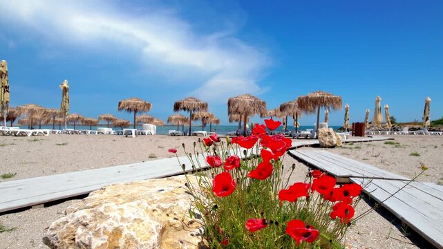 Bright red wild poppies blooming in the sand along a wooden walkway at a tropical beach resort. Mediterranean summer landscape with thatch umbrellas, sea, and clear blue sky. Red poppies