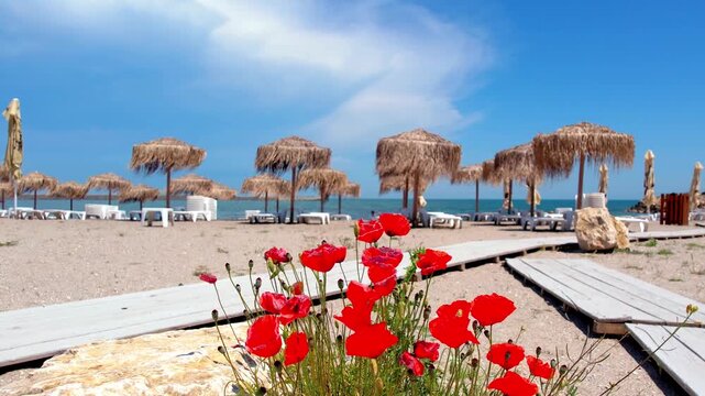 Bright red wild poppies blooming in the sand along a wooden walkway at a tropical beach resort. Mediterranean summer landscape with thatch umbrellas, sea, and clear blue sky. Red poppies