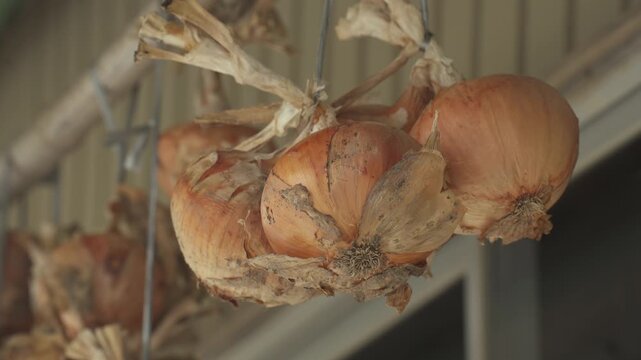 軒下に吊るして乾燥保存された自家製の玉ねぎ、田舎のどこか懐かしい夏の風景
