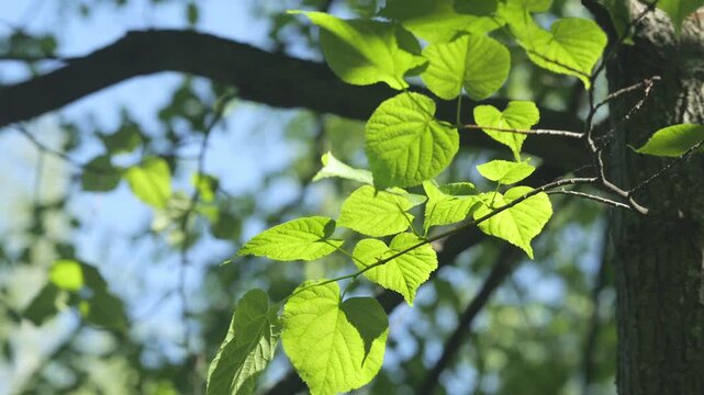 Fresh green leaves on tree branches sway gently. Sunlight filters through foliage against blue sky. Natural forest scene with textured bark and vibrant leaves