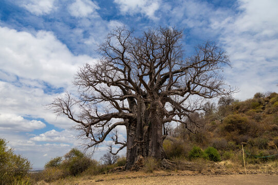 Karatu, Tanzania - 23 June 2026 -Baobab in the rift valley