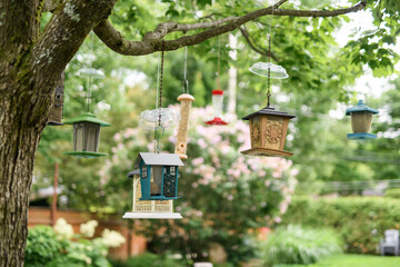 Obraz premium decorative birdhouses on branches with young leaves