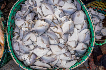 Overhead view of fresh silver pomfret fish neatly displayed in a round green woven basket. Fishery Ghat is Chattogram’s largest wholesale marine and freshwater fish market © Zakir Hossain