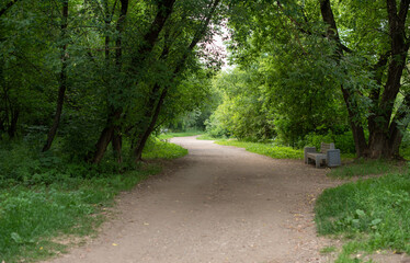 Fototapeta premium A serene pathway winds through a lush green forest. Tall trees line the sides, creating a natural canopy. A bench is visible along the path.