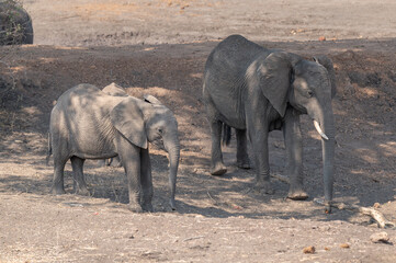 Fototapeta premium A group of elephants in the bush land of Botswana, Africa
