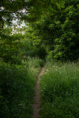 Obraz premium A narrow dirt path winds through lush green grass and dense foliage. The scene is tranquil and inviting, perfect for nature walks or outdoor exploration.
