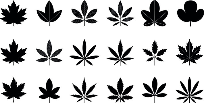 Black leaf silhouettes and cannabis marijuana vectors set featuring varied botanical shapes maple foliage and decorative tree leaves design