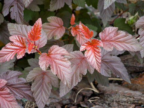 Vibrant red and dark purple foliage of a ninebark bush in a garden.