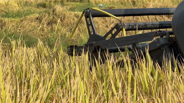 A combine harvester collects rice plants while progressing along cultivated agricultural rows during organized seasonal harvesting activity. Industrial farming.