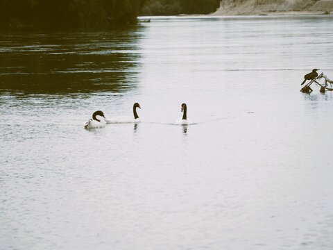 Cisnes on the river