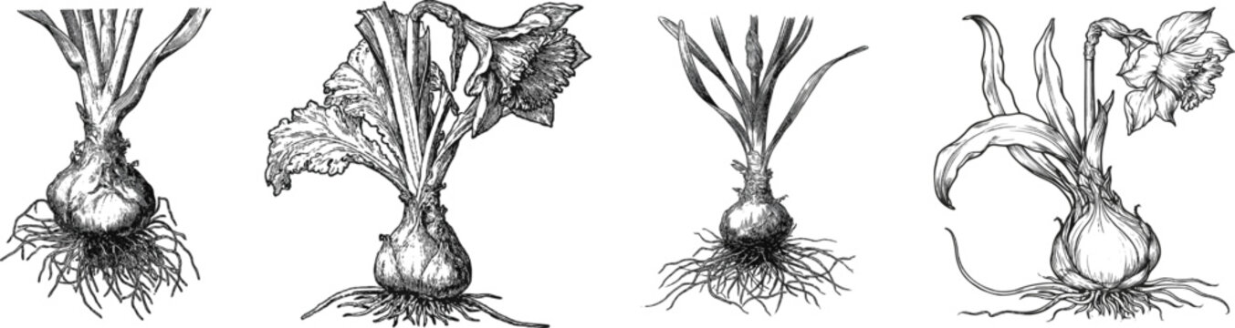 A detailed botanical diagram of a daffodil plant showcases its intricate root system, bulb, and stem structure in sharp black and white line art with bold contours against a solid white background