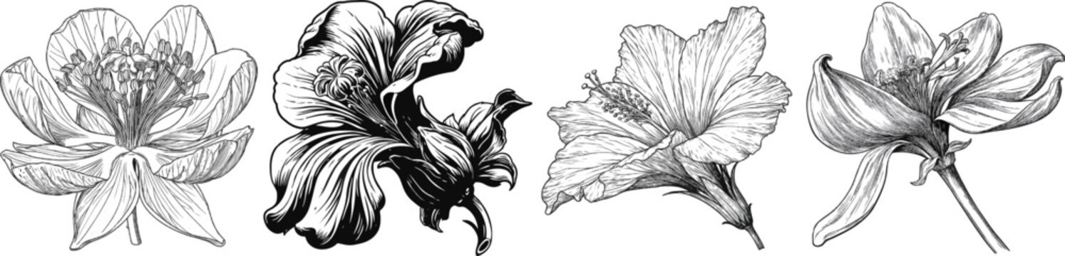 A detailed anatomical cross-section of a flower showcases sepals, petals, stamens, and pistils in sharp black and white line art with bold outlines against a pure white background